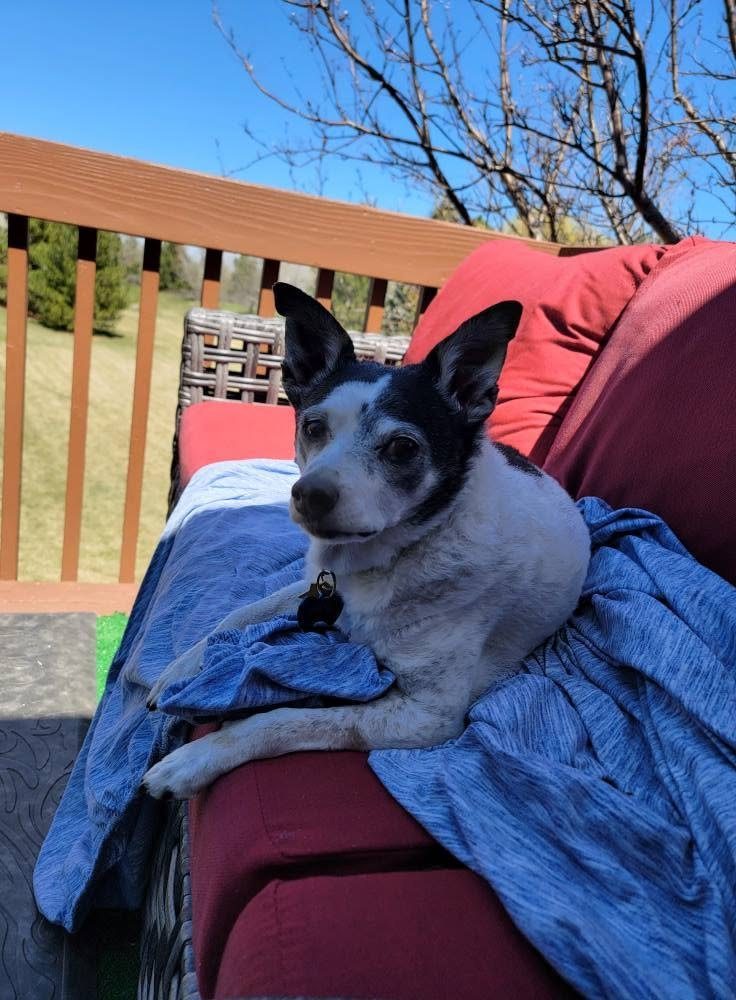Dr. Sheri with her senior rescue dog